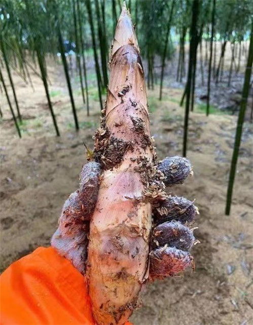 杭州臨安優質應急蔬菜包上線，零售平臺助力滯銷農產品與新鮮水果銷售